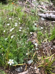 Eremogone capillaris