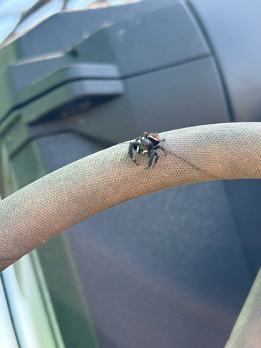 Brilliant Jumping Spider