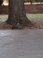 Trichosurus vulpecula