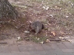Trichosurus vulpecula