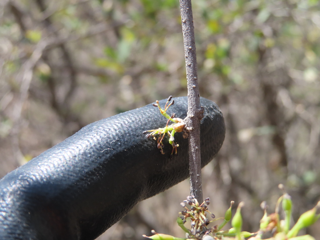 Forestiera phillyreoides; photograph (c) Ulises Pinedo, some rights reserved (CC BY)