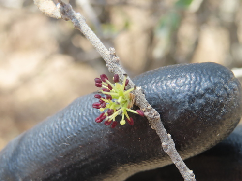 Forestiera phillyreoides, photograph 3