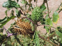 Datura stramonium