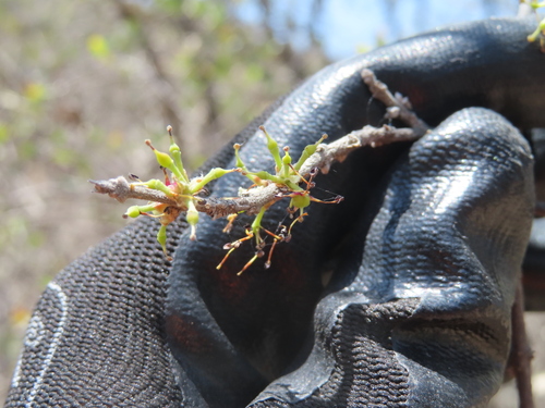 Forestiera phillyreoides, photograph 2