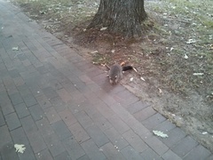 Trichosurus vulpecula