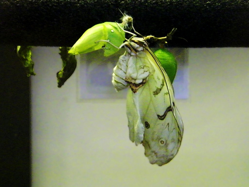 White Morpho
