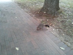 Trichosurus vulpecula