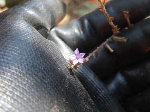 Plumbago pulchella, photograph 2
