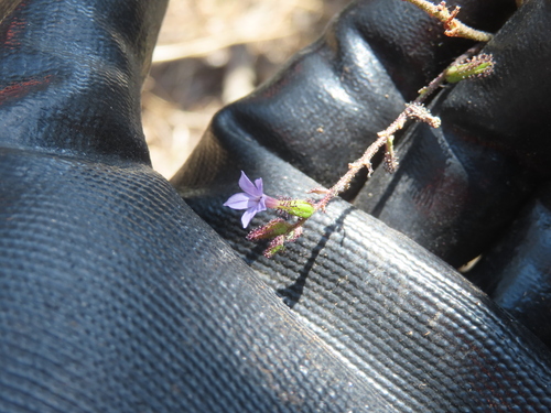 Plumbago pulchella, photograph 1