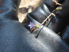 (c) Ulises Pinedo, some rights reserved (CC BY) Plumbago pulchella, photograph (c) Ulises Pinedo, some rights reserved (CC BY)