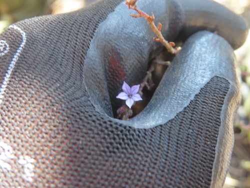 Plumbago pulchella