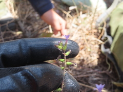 (c) Ulises Pinedo, some rights reserved (CC BY) Plumbago pulchella, photograph (c) Ulises Pinedo, some rights reserved (CC BY)