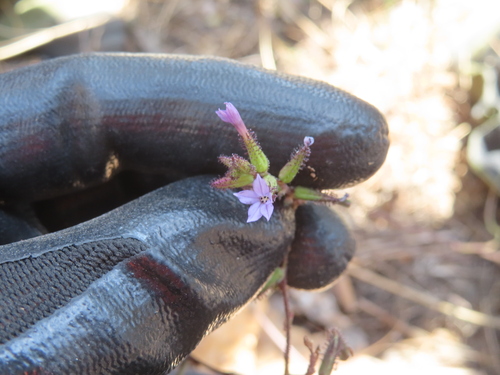 Plumbago pulchella, photograph 4