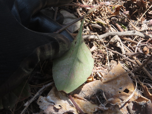 Plumbago pulchella, photograph 6