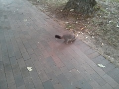 Trichosurus vulpecula