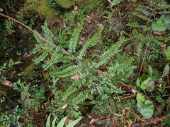 Arachniodes amabilis