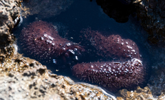 Holothuria cinerascens
