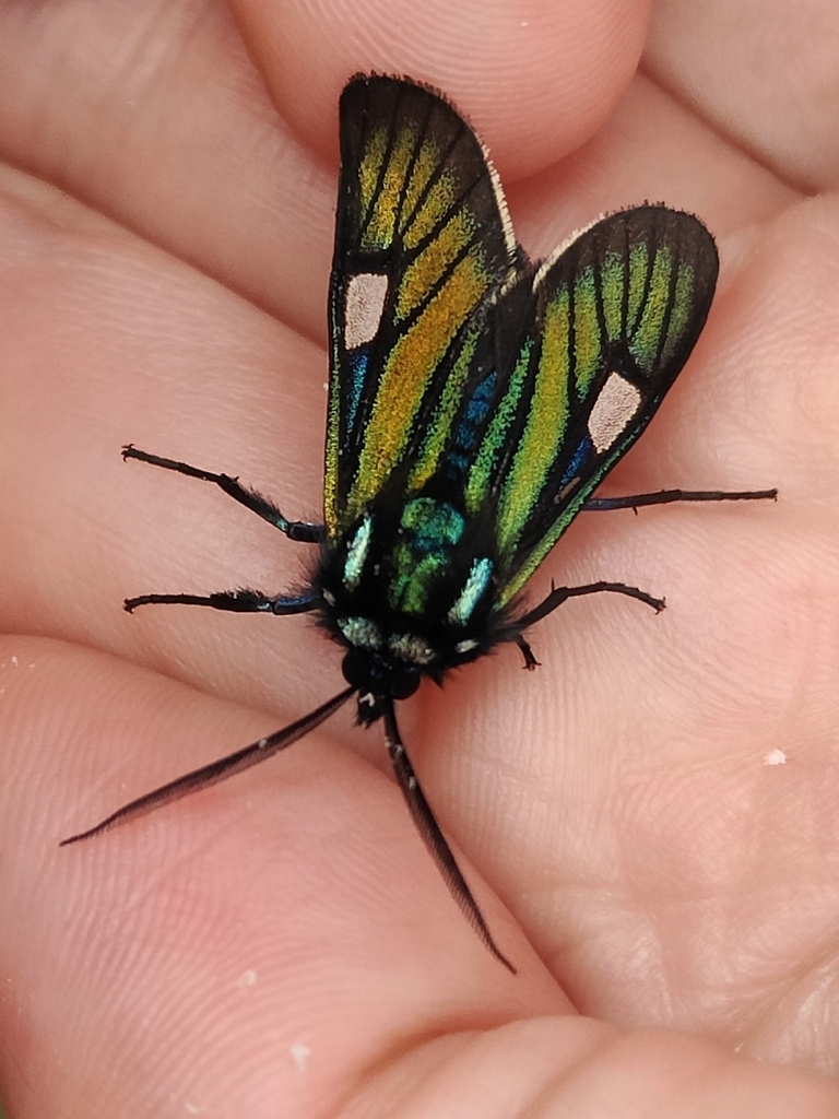 Eupyra ducalis
