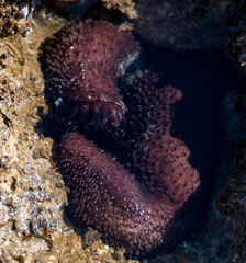 Holothuria cinerascens