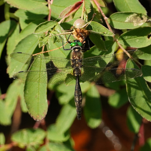 Ocellated Emerald photo 4