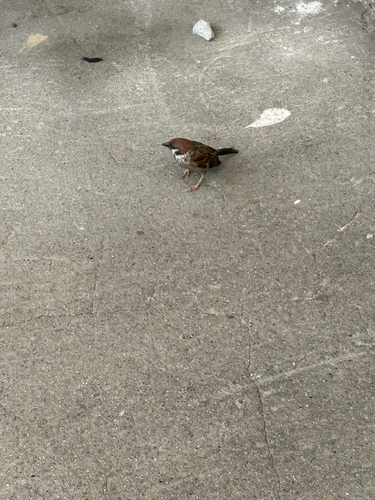 Eurasian Tree Sparrow