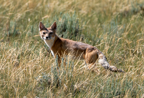 Swift Fox observed by djweyer