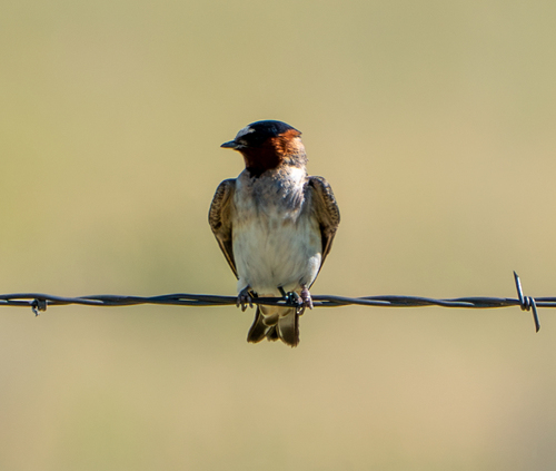 Cliff Swallow