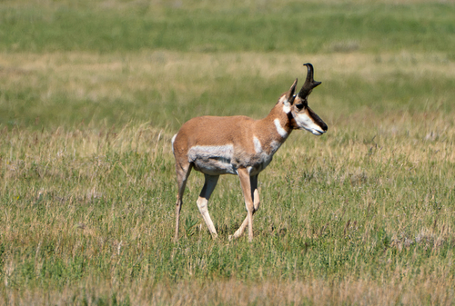 American Pronghorn