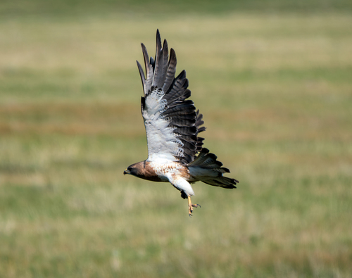 Swainson's Hawk