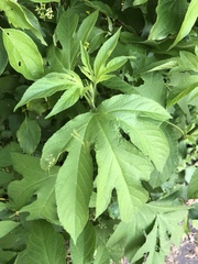 Ambrosia trifida