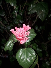 Hibiscus rosa-sinensis