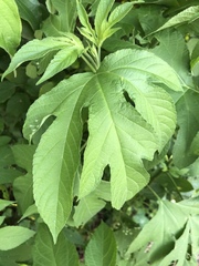 Ambrosia trifida