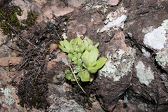 Sedum glabrum
