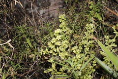 Sedum glabrum, photograph (c) Rodolfo Maximiliano Gutiérrez-Sánchez, some rights reserved (CC BY)