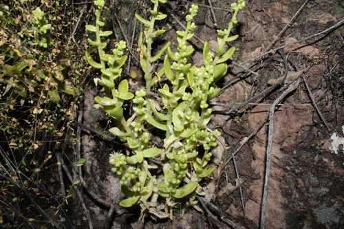 Sedum glabrum, photograph 2