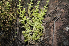 Sedum glabrum, photograph (c) Rodolfo Maximiliano Gutiérrez-Sánchez, some rights reserved (CC BY)