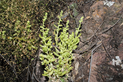 Sedum glabrum, photograph 3
