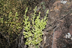 Sedum glabrum, photograph (c) Rodolfo Maximiliano Gutiérrez-Sánchez, some rights reserved (CC BY)