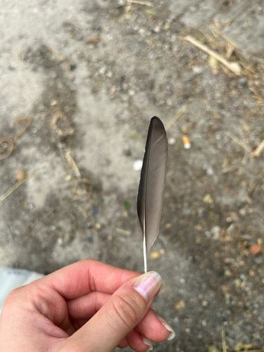 Plume de Étourneau unicolore