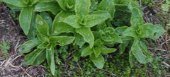 Saponaria officinalis