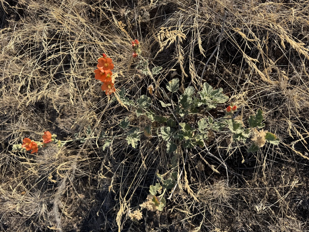 Sphaeralcea munroana; photograph (c) James H. Thomas, some rights reserved (CC BY)