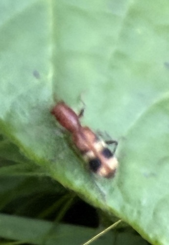 Reddish Checkered Beetle