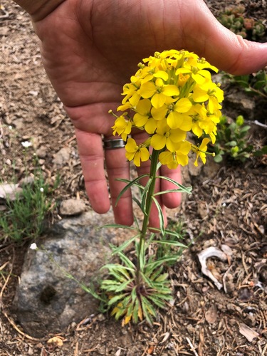 Pale Wallflower (Erysimum occidentale)