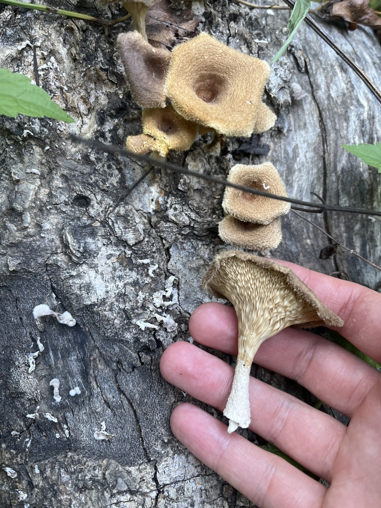 Hairy Oyster Mushroom · July 2026 · photo: Photo: (c) Oliver Hassell, some rights reserved (CC BY) · iNaturalist
