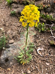 Erysimum occidentale