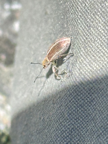 Pachyrhinus elegans, 2026-07-07