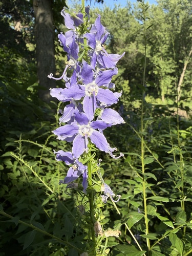 tall bellflower