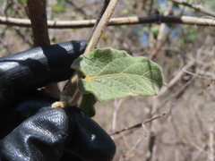 Gonolobus grandiflorus, photograph (c) Ulises Pinedo, some rights reserved (CC BY)