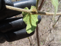 Gonolobus grandiflorus, photograph (c) Ulises Pinedo, some rights reserved (CC BY)