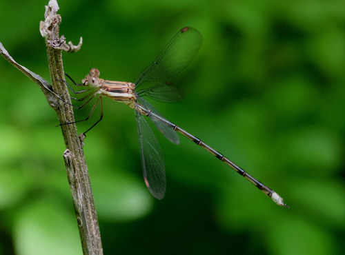 Great Spreadwing